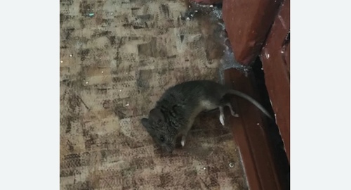 Дезинфекция от мышей в Светлограде