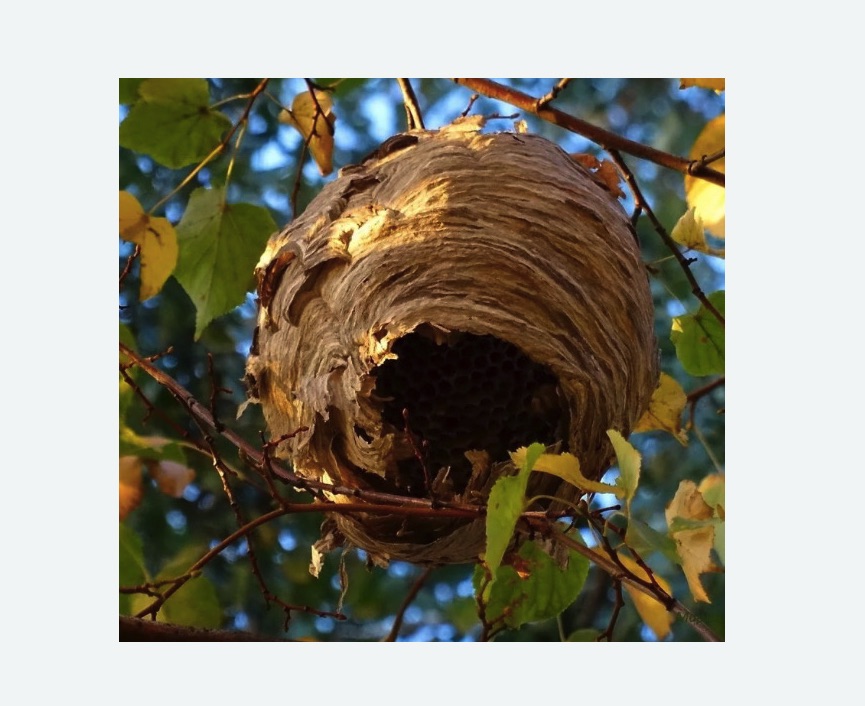 Обработка от шершней в Светлограде