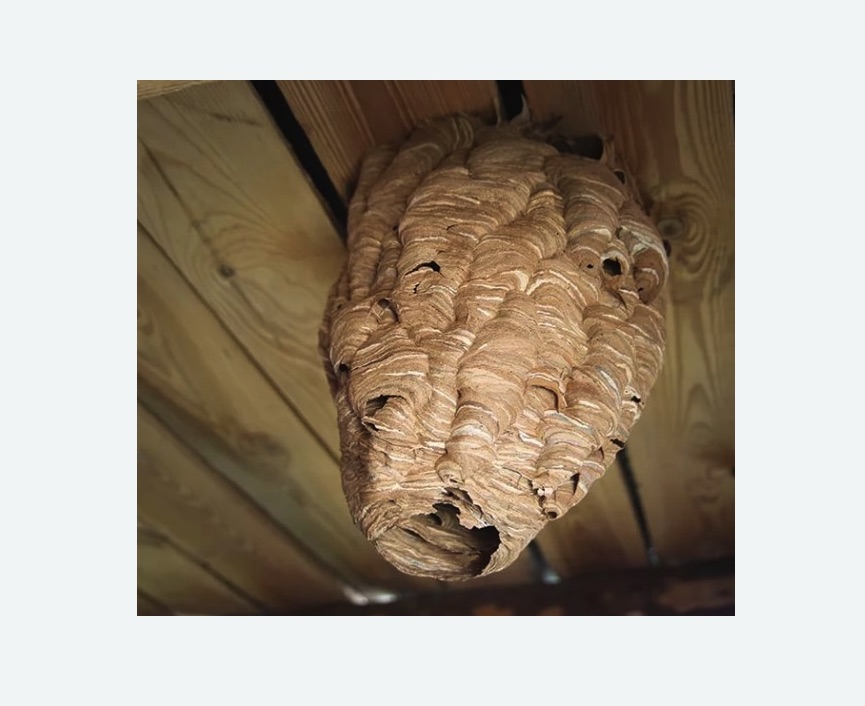 обработка от шершней в Светлограде