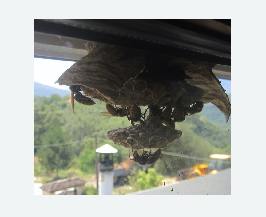 Уничтожение гнёзд шершней в Светлограде