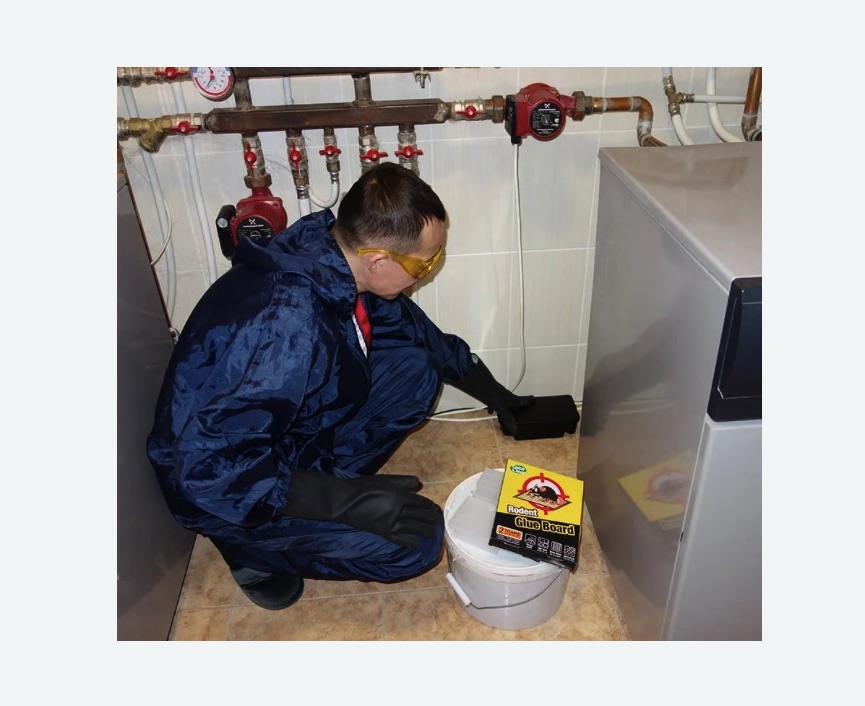 Уничтожение крыс в Светлограде