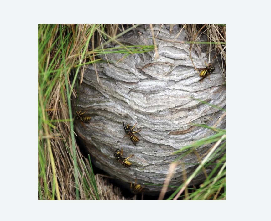 Уничтожение ос и ульев в Светлограде